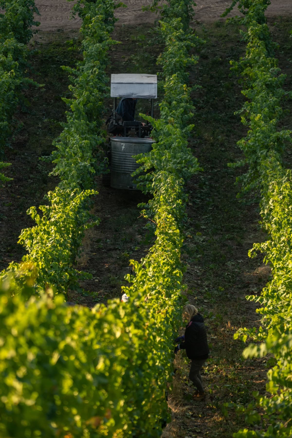 Vineyard field work