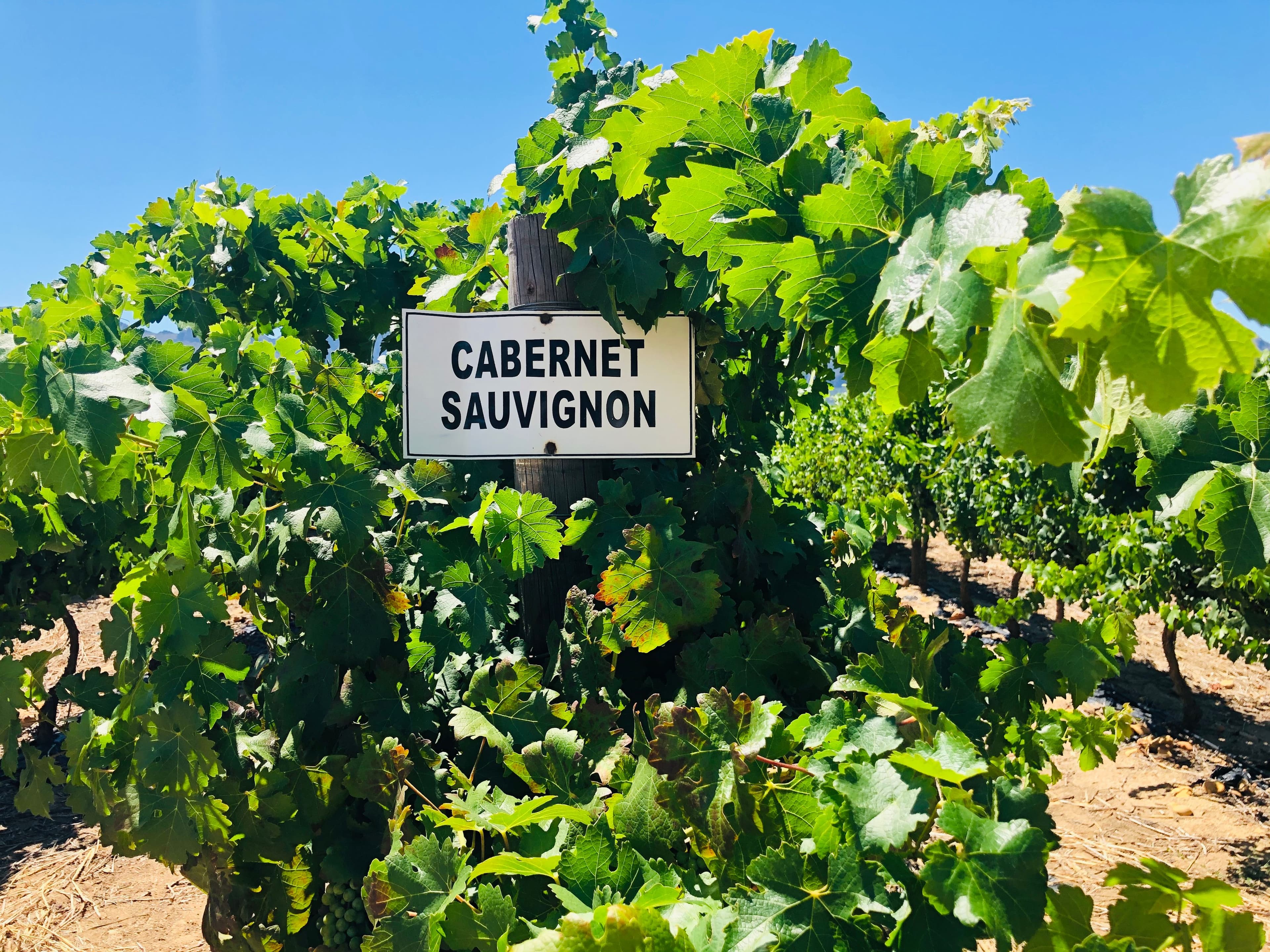 Viñedo de Cabernet Sauvignon
